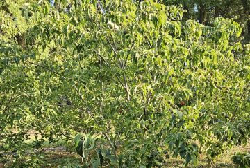 Cornus kousa 'Milky Way'