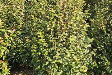 Parrotia pers. 'Persian Spire'