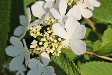 Viburnum plic. 'Kilimandjaro Sunrise'